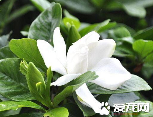 栀子花的花期是什么时候