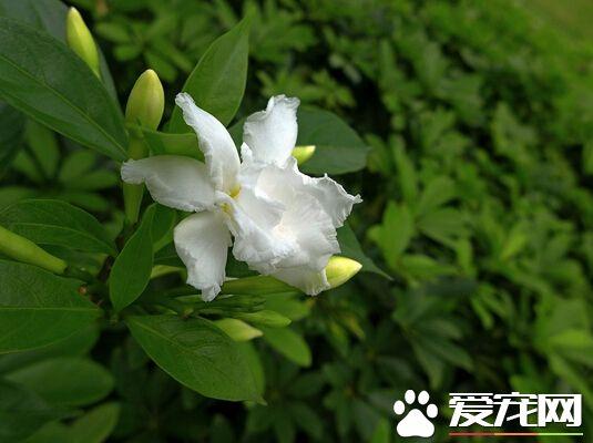 栀子花的花期是什么时候