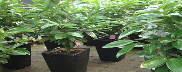 平安树养殖方法