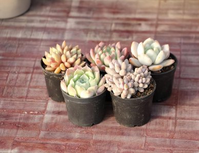 怎样养多肉植物 分享养多肉的方法和技巧