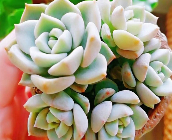 怎样养多肉植物