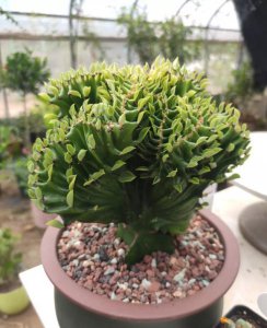 麒麟怎样栽植 麒麟盆景养殖方法讲解