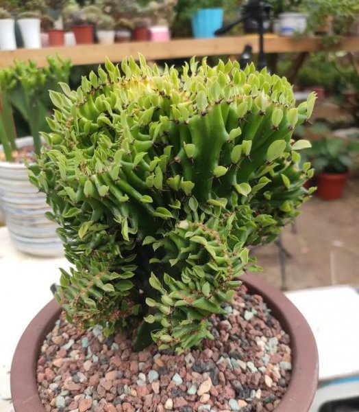 麒麟怎样栽植