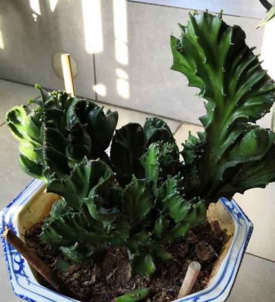 麒麟怎样栽植