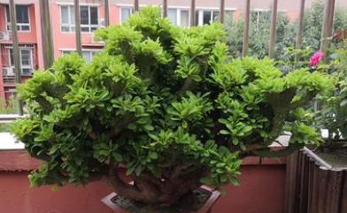 麒麟怎样栽植