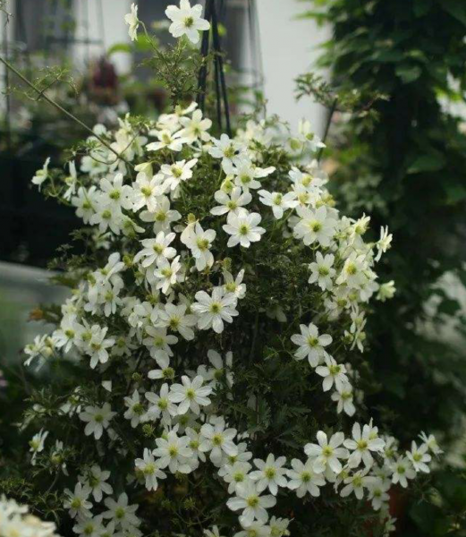 四月开的花有哪些