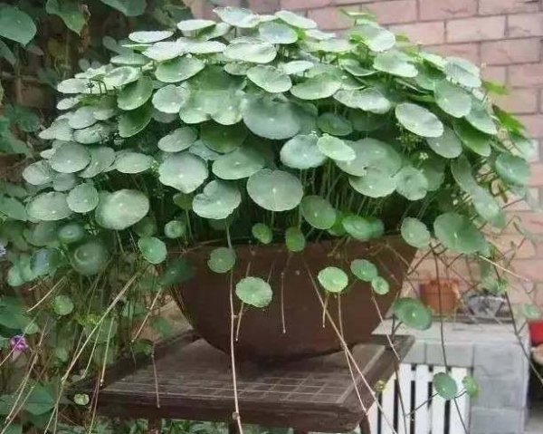 铜钱草盆景怎么养