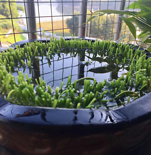 铜钱草盆景怎么养