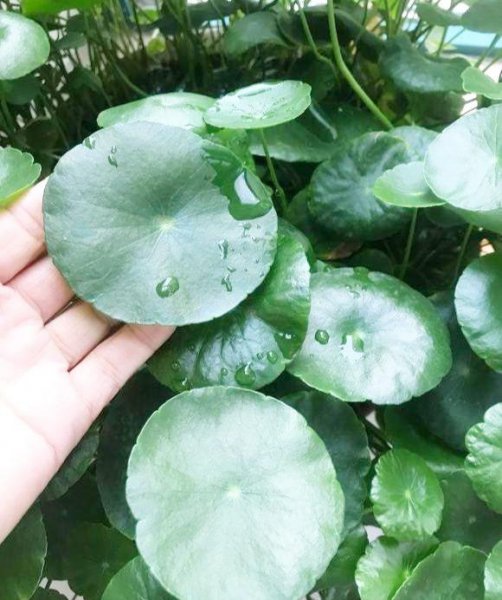 铜钱草盆景怎么养