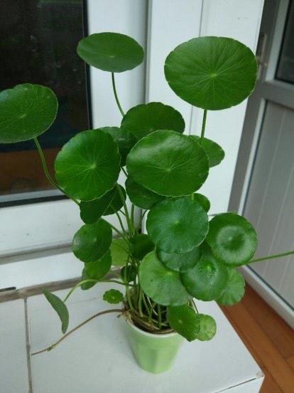 铜钱草盆景怎么养