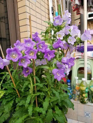 风铃花几月份开花