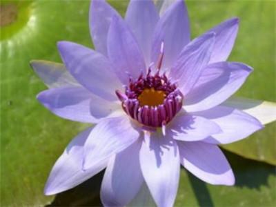 睡莲怎样养才会开花