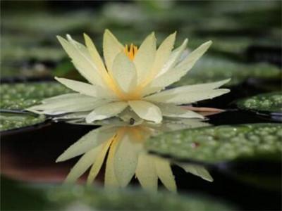睡莲怎样养才会开花