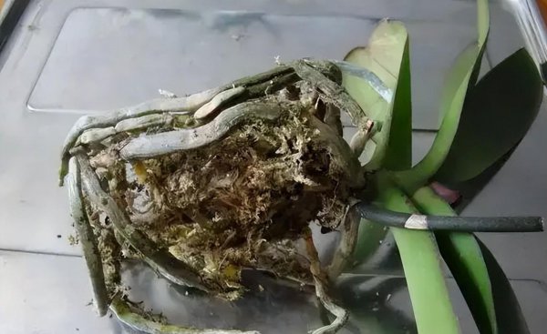 怎样养蝴蝶兰