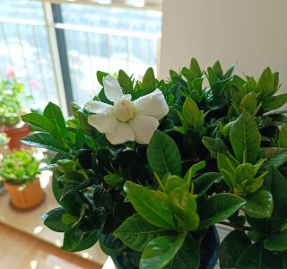 盆栽栀子花怎么养 栀子花的养护小妙招