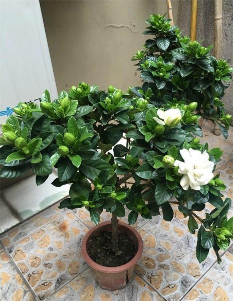 盆栽栀子花怎么养