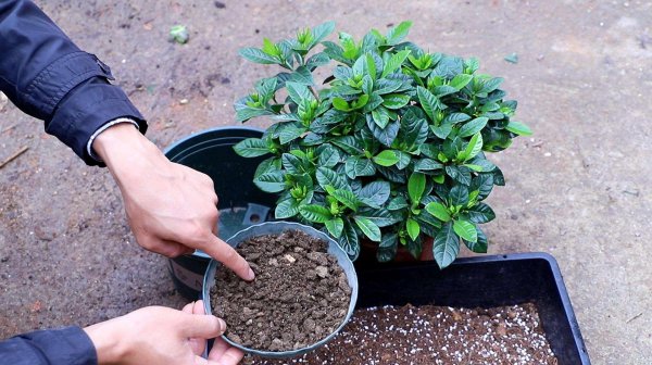 盆栽栀子花怎么养
