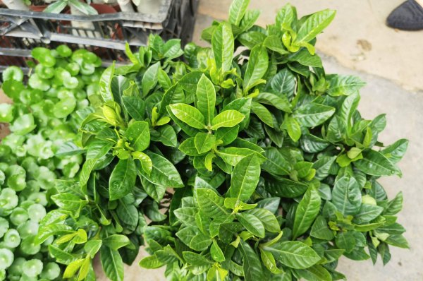 盆栽栀子花怎么养
