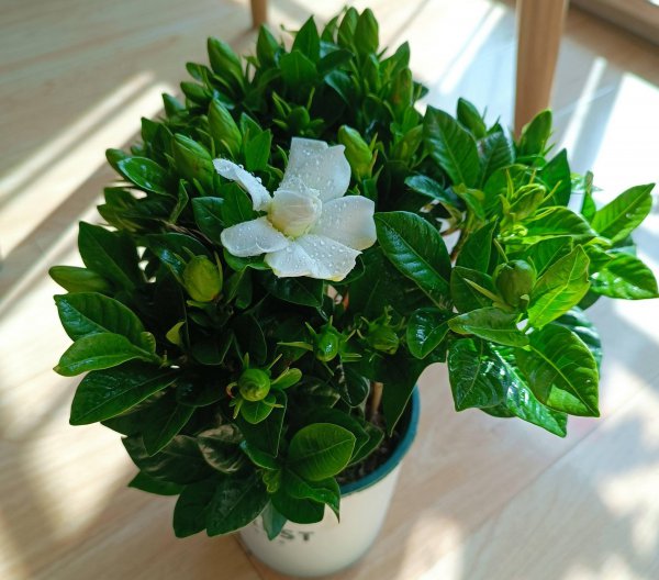 盆栽栀子花怎么养