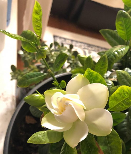 盆栽栀子花怎么养