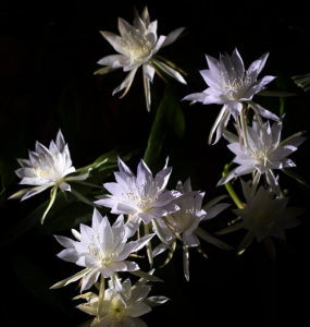 昙花怎么养 详解昙花养护要点