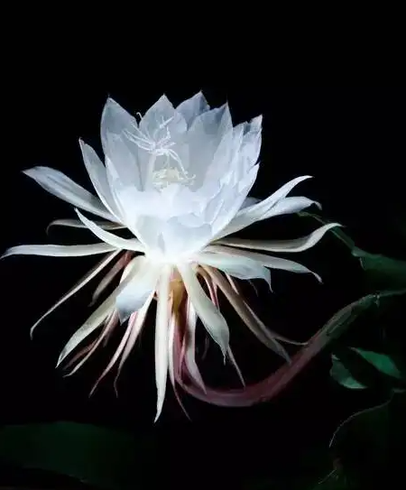 昙花怎么养