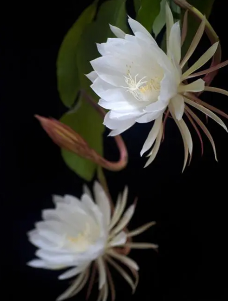 昙花怎么养