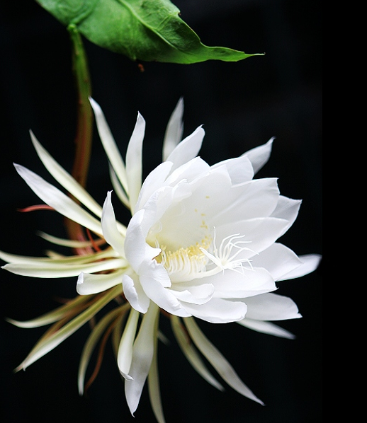 昙花怎么养