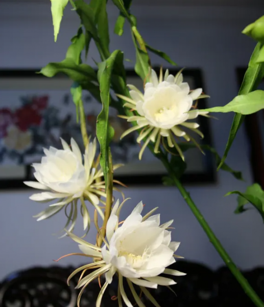 昙花怎么养