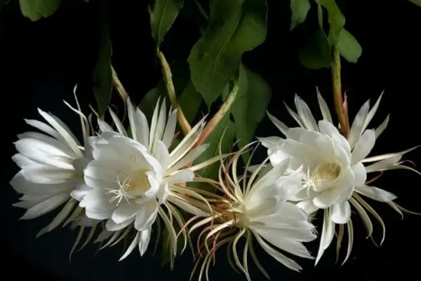 昙花怎么养