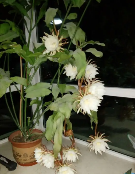 昙花怎么养