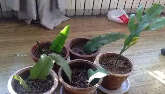 昙花怎么养