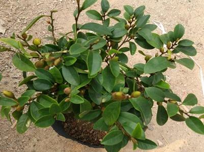 含笑花怎么养护