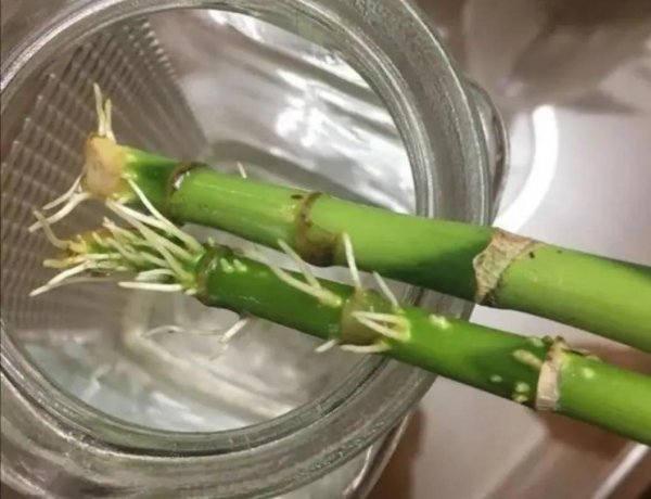 富贵竹放水里怎么养