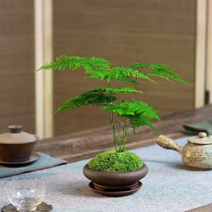 文竹盆景怎么养 有关文竹盆景养护知识