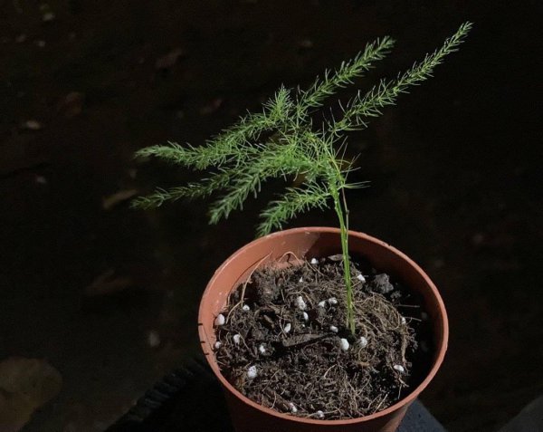 文竹盆景怎么养