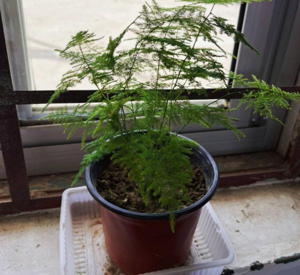 文竹盆景怎么养