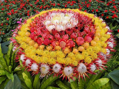 名贵的花有哪些品种 盘点六大好看的花卉