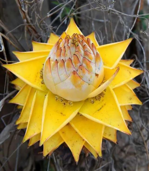 名贵的花有哪些品种
