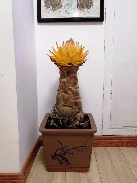 名贵的花有哪些品种