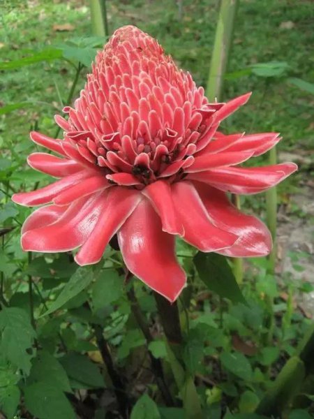 名贵的花有哪些品种