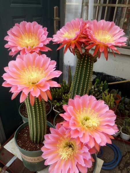 名贵的花有哪些品种