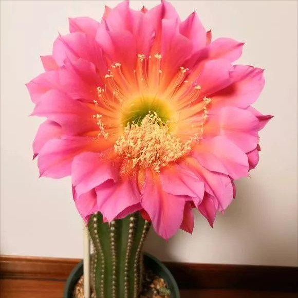 名贵的花有哪些品种