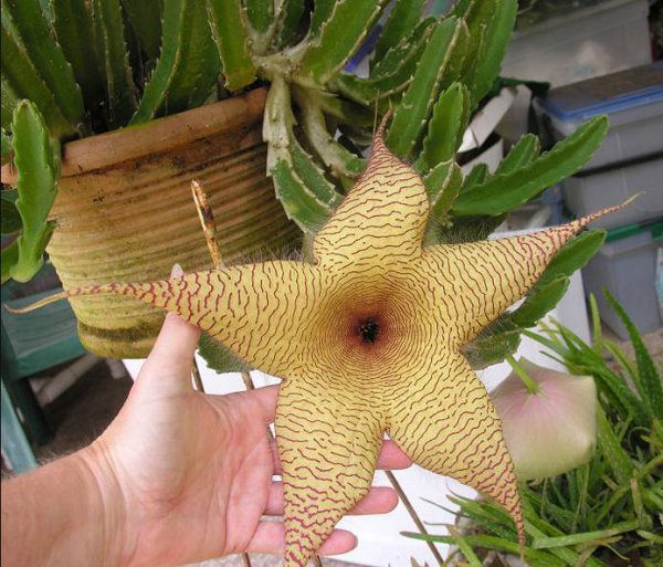 名贵的花有哪些品种