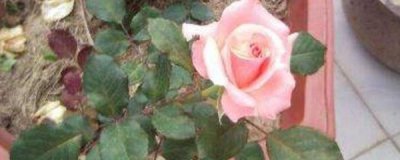 月季花什么时候开 观赏月季花花期简介