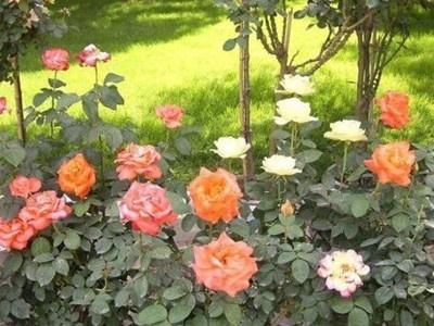 月季花什么时候开