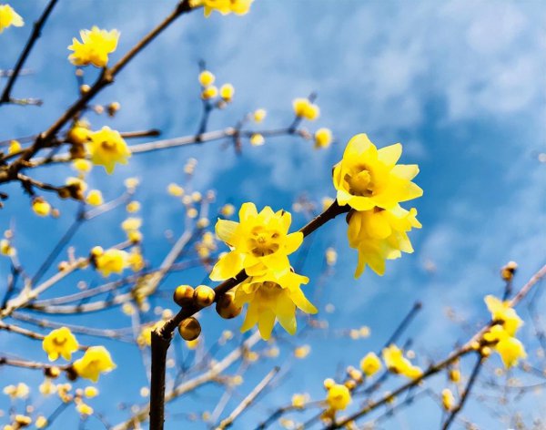 腊梅花盆景怎么养