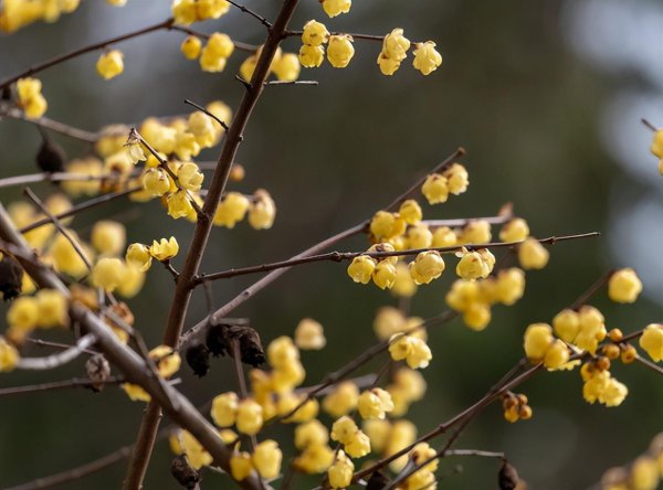腊梅花盆景怎么养