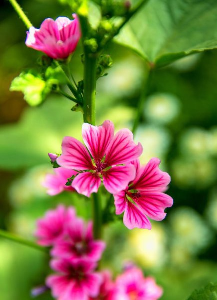 蜀葵花花语是什么