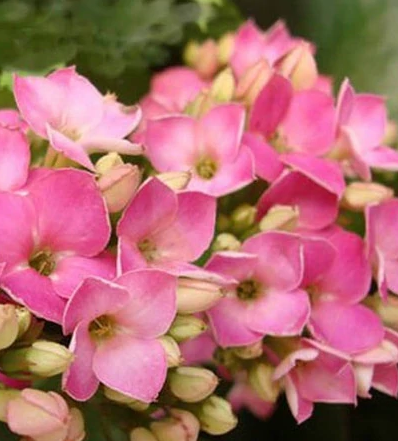 怎样养长寿花